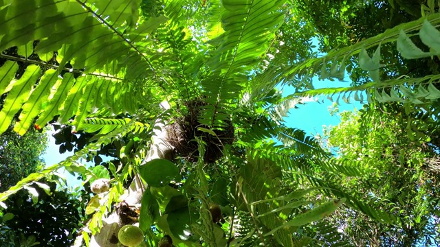 阳光下花园中的绿叶蕨类植物视频素材