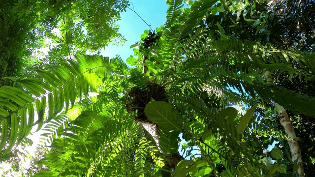 阳光下花园中的绿叶蕨类植物视频素材