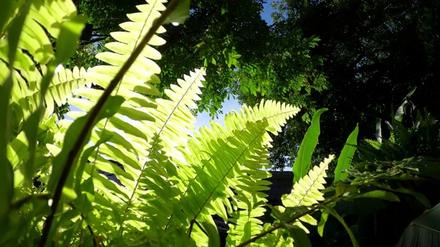 阳光下花园中的绿叶蕨类植物视频素材