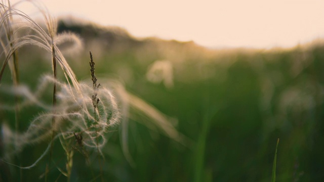 日落时森林草地上的野生羽毛草。视频素材