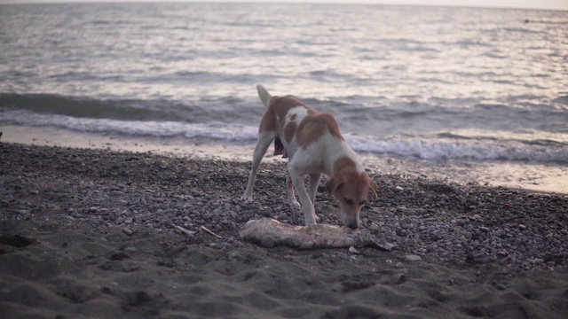 海边的死海豚视频素材