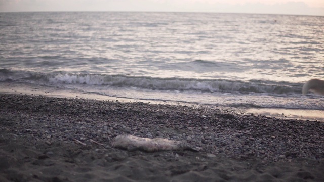 海边的死海豚视频素材