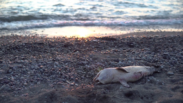 海边的死海豚视频素材