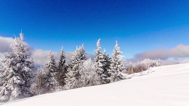 冬季高山景观有高云杉和雪视频素材