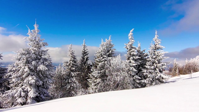 冬季高山景观有高云杉和雪视频素材