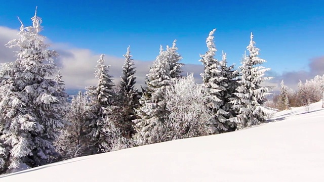 冬季景观与高云杉和雪山视频素材