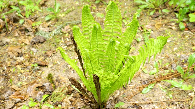 在花园森林中发现的蕨类植物视频素材