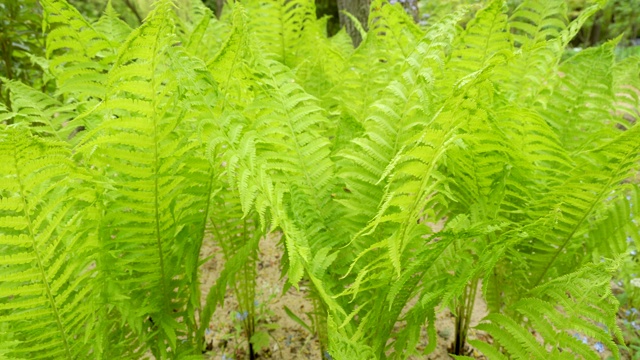 森林地面上生长的蕨类植物视频素材