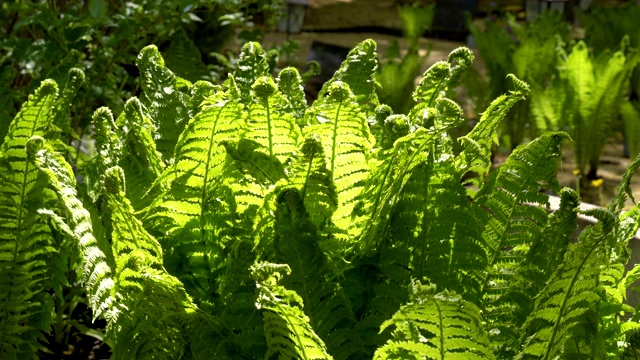 花园里蕨类植物的绿叶视频素材