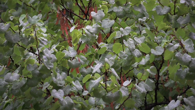 一场夏日风暴的雨滴落在树叶上的慢动作视频视频素材