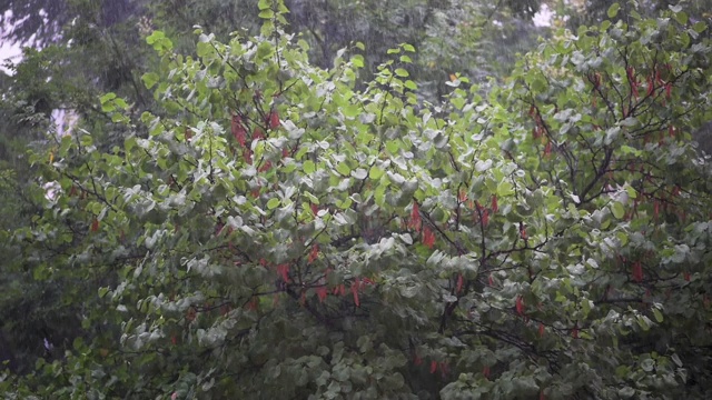 实时视频，以慢动作通过几秒钟的雨滴从夏季风暴落在绿色的树叶上视频素材