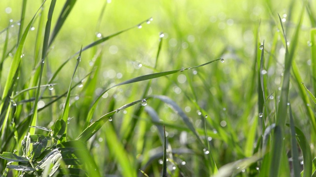 绿草带着水滴视频素材