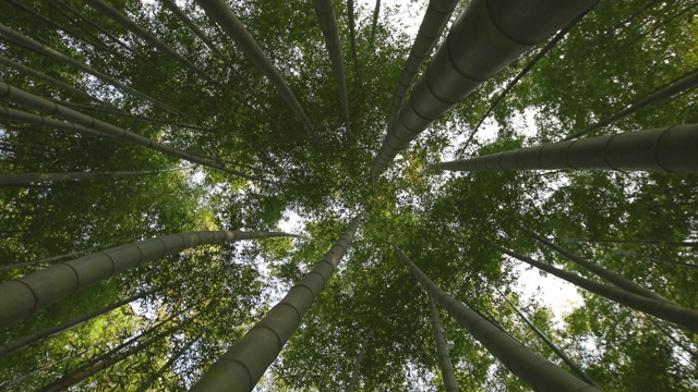 竹林/釜山纪长根，韩国视频素材