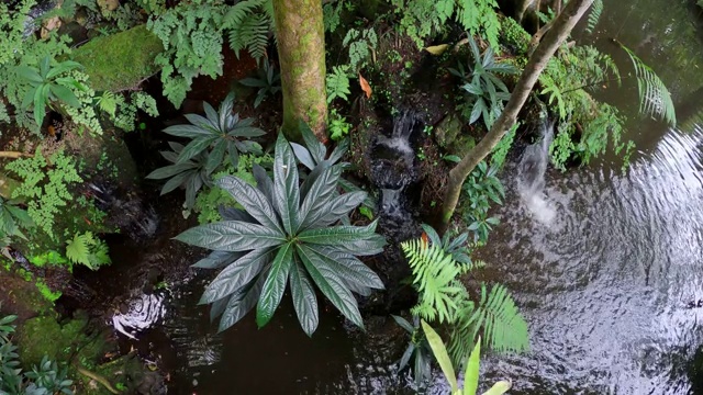 溪流中的植物和蕨类植物视频素材