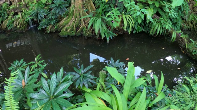 溪流中的植物和蕨类植物视频素材