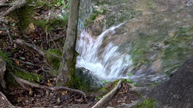 4 k。溪水在Plitvice湖的树根之间流动视频素材