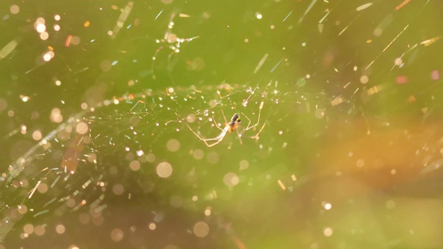 雨滴落在蜘蛛网上。小雨滴里的蛛网。视频素材