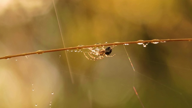 雨滴落在蜘蛛网上。小雨滴里的蛛网。视频素材