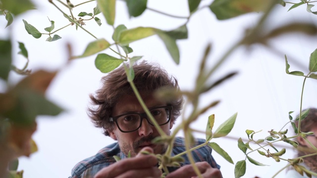 男性农民农学家在耕地上检查大豆植物，男性农场工人检查作物的发展视频素材