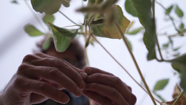 男性农民农学家在耕地上检查大豆植物，男性农场工人检查作物的发展视频素材