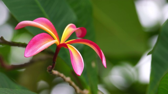 红色鸡蛋花在微风中摇曳。视频素材