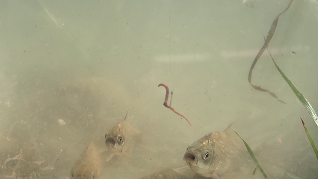 浮子进入了鱼群旁边的湖里视频素材画面1