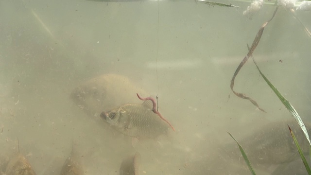 浮子进入了鱼群旁边的湖里视频素材画面2
