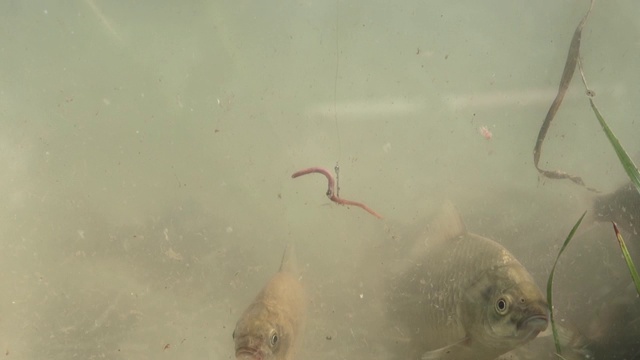 浮子进入了鱼群旁边的湖里视频素材画面4
