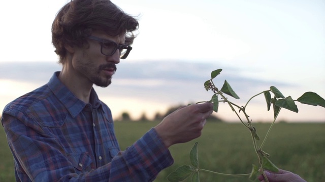 男性农民农学家在耕地上检查大豆植物，男性农场工人检查作物的发展视频素材