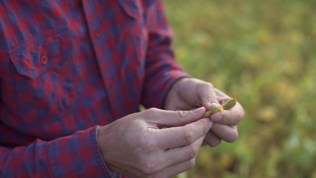 男性农民农学家在耕地上检查大豆植物，男性农场工人检查作物的发展视频素材