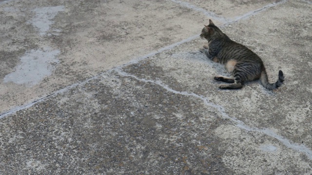 猫和狗是最好的朋友。视频素材