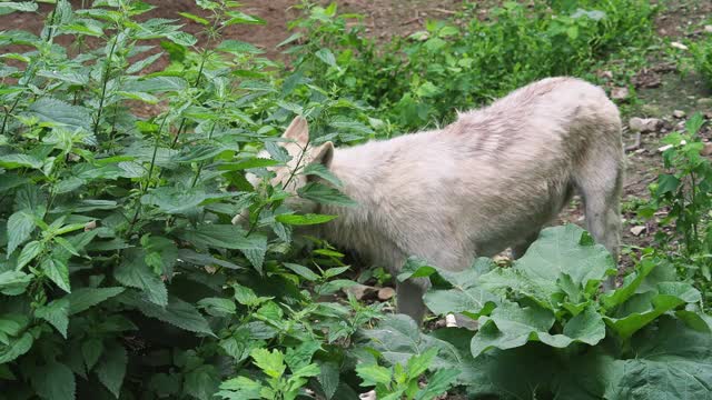 北极狼(Canis lupus arctos)，也被称为白狼或极地狼视频素材