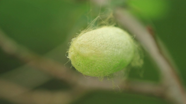 橡树上的蛾茧视频素材画面2
