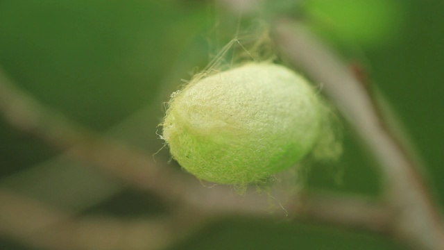 橡树上的蛾茧视频素材画面3