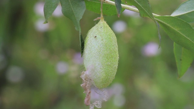 橡树上的蛾茧视频素材画面4