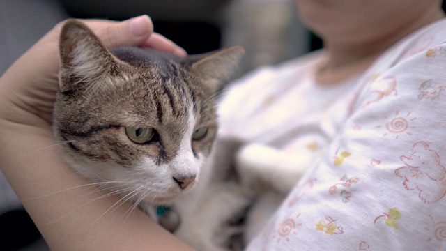 一个女人在她的怀抱中爱抚着一只猫的头视频素材