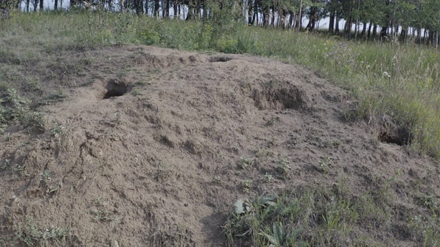 Bobak旱獭(Marmota Bobak)，也被称为草原旱獭视频素材