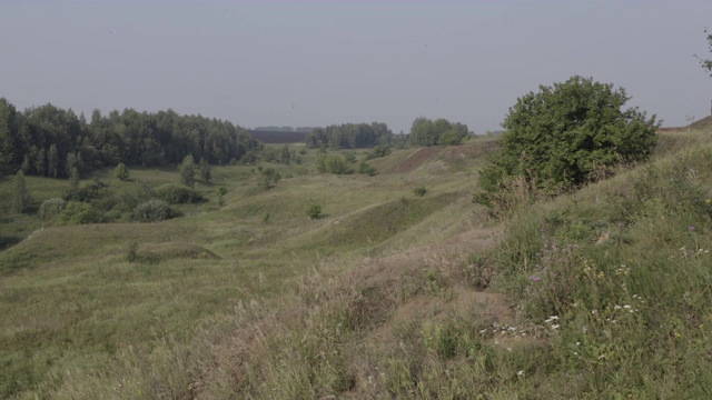 Bobak旱獭(Marmota Bobak)，也被称为草原旱獭视频素材