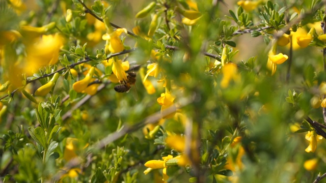 蜜蜂从黄花上采集花蜜。视频素材