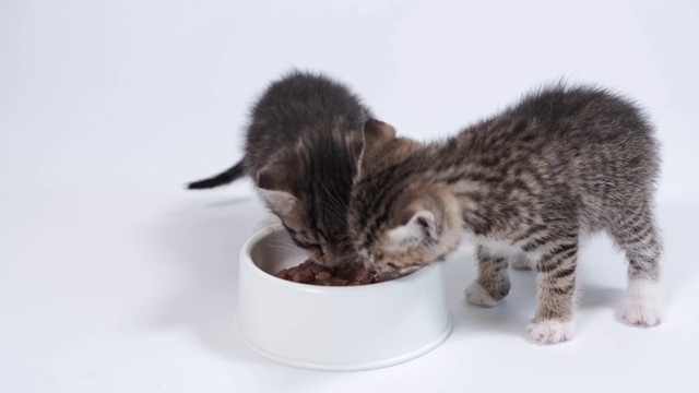 两只条纹小猫跑到盛着食物的碗前，开始吃给小猫吃的罐头猫粮。白色背景上的湿猫粮广告视频素材