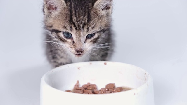 4k近距离条纹小猫为小猫吃新鲜的罐头猫粮。小猫吃完东西后舔嘴唇。白色背景上的湿猫粮广告视频素材