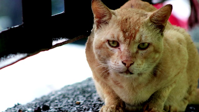 家猫在混凝土墙上放松视频素材