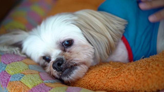 女主人抚摸着她的宠物西施犬视频素材