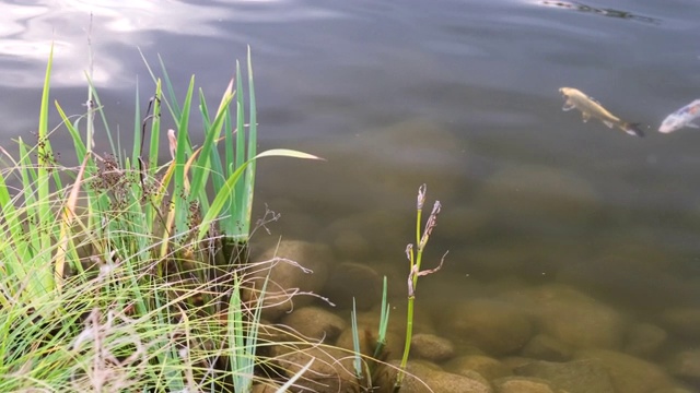 美丽的锦鲤在池塘里游泳视频素材