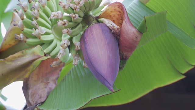 树上的香蕉花视频素材