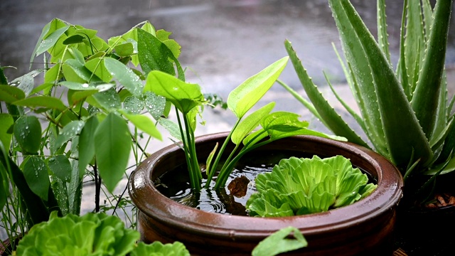 慢动作雨和树叶水滴从天空下雨的眼睛，四季自然干净的水滴视频素材