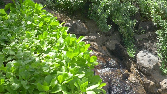 水从岩石中缓缓流出，速度为180fps视频素材