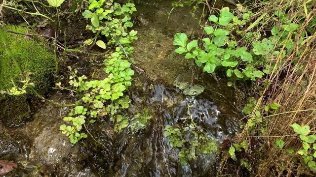 森林溪流清澈新鲜的饮用水流过绿色的苔藓石头视频素材