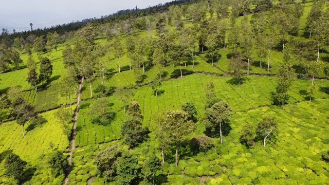 美丽的茶园景观，以山为背景，无人机鸟瞰视频素材