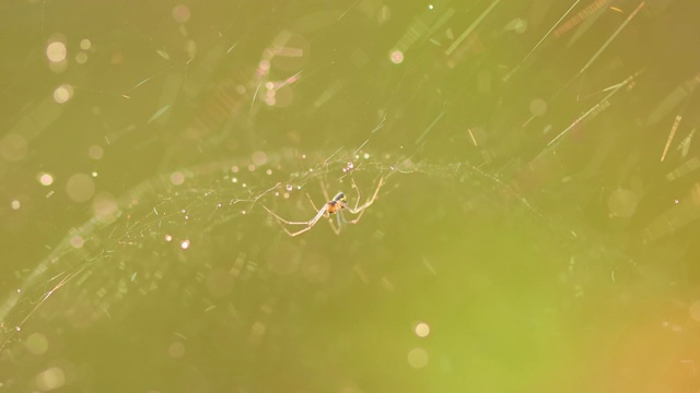 雨滴落在蜘蛛网上。小雨滴里的蛛网。视频素材